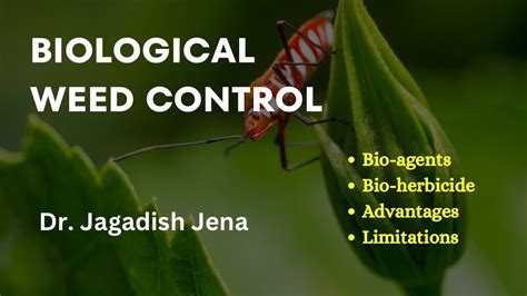 Biological Method Of Weed Control Bio Agent And Bio Herbicide