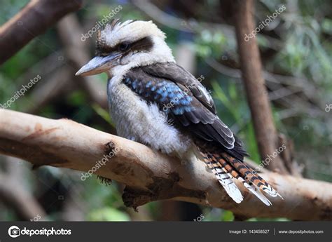 Laughing kookaburra bird — Stock Photo © ohmaymay #143458527