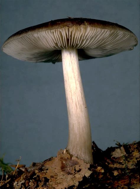 Pluteus Cervinus