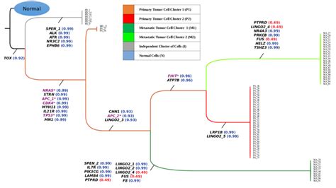 Inferred Clonal Phylogeny And The Temporal Order Of Mutations Inferred