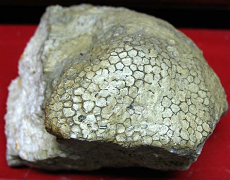 Louisville Fossils and Beyond: Foerstephyllum Coral Fossil