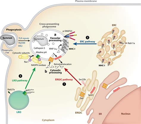 Cross Presentation Immunology