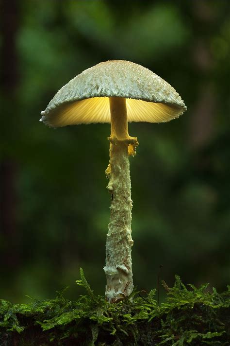 Bernd Rugemer Moonshroom Photographies Photographie Champignon