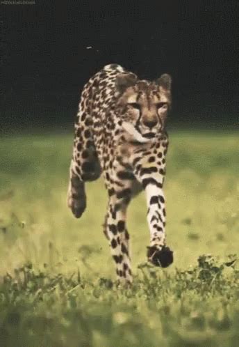 Running GIF - Running - Discover & Share GIFs