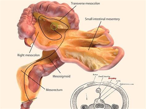 Irish Scientists Identify New Human Organ Inhabitat Green Design