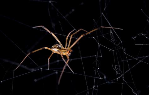 Male Black Widows Piggyback On Work Of Rivals In A Desperate Attempt To