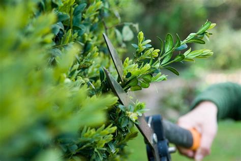 How To Prune An Evergreen Hedge Bbc Gardeners World Magazine