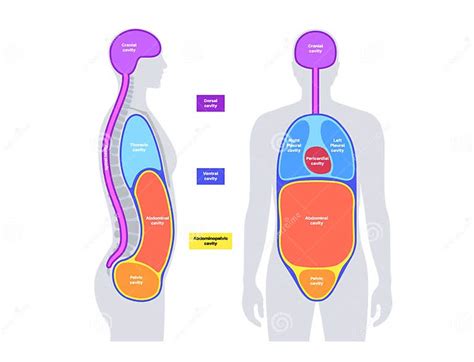 Body Cavities Poster Stock Vector Illustration Of Abdominopelvic