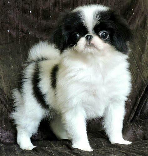 Japanese Chin Puppy Japanese Chin Puppies Japanese Chin Japanese