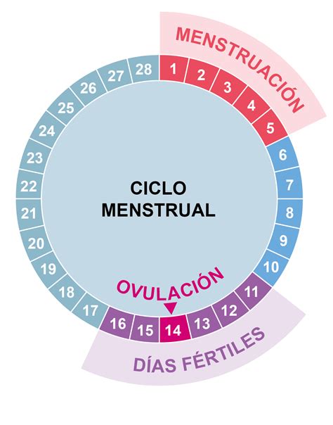 Aprende Cómo Calcular Tus Días Fértiles Quedar Embarazada