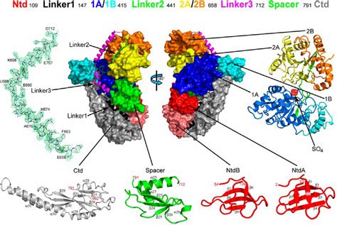 Figure 1 From Structure Of RapA A Swi2 Snf2 Protein That Recycles RNA