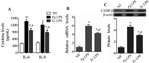 Expression Of Ccaat Enhancer Binding Protein β C Ebp β Gene In Human