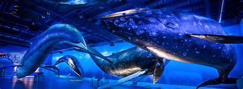 Whales of Iceland - The Largest Whale Museum in Europe | Life-Sized Models | Audio Guide ...