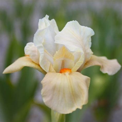 Iris Germanica Bearded Iris Apricot Silk Order Online In Eu Directly