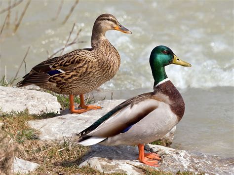 Canard Colvert