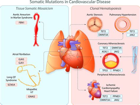 Somatic Mutations In Cardiovascular Disease Circulation Research