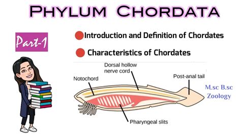 Part-1 Introduction and Definition of Chordates|Characteristics of ...