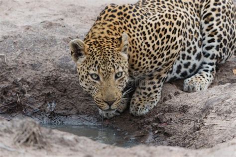 Leopard Male Drinking In Sabi Sands Game Reserve Stock Image Image Of