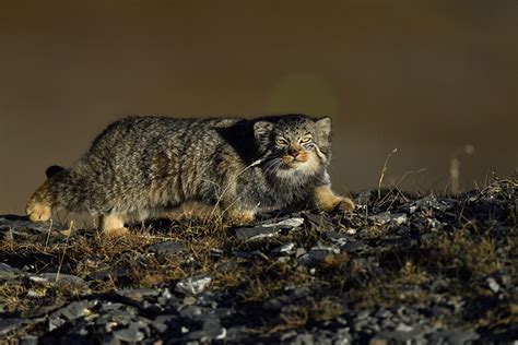 4月23日「マヌルネコの日」に ｜wwfジャパン