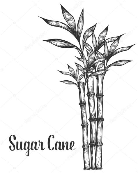Sugar Cane Coloring Coloring Pages