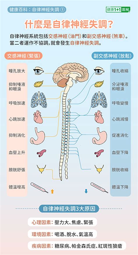 自律神經失調有這些症狀！原因、治療方法全圖解 Articles 新聞 Gan Jing World