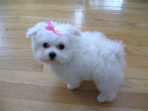 Maltese (Dog) - Puppies, Rescue, Pictures, Information, Temperament, Characteristics | Animals ...