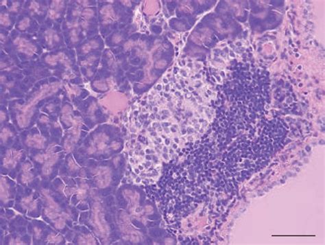 Pancreatic Islets Stained With Hematoxylin Eosin Scale Bars 50 μm Download Scientific