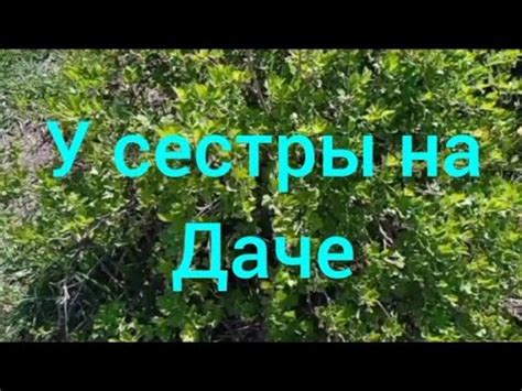 У СЕСТРЫ НА ДАЧЕ🐲💐🥗 - YouTube