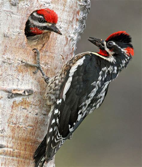 Bird Species Red Naped Sapsucker