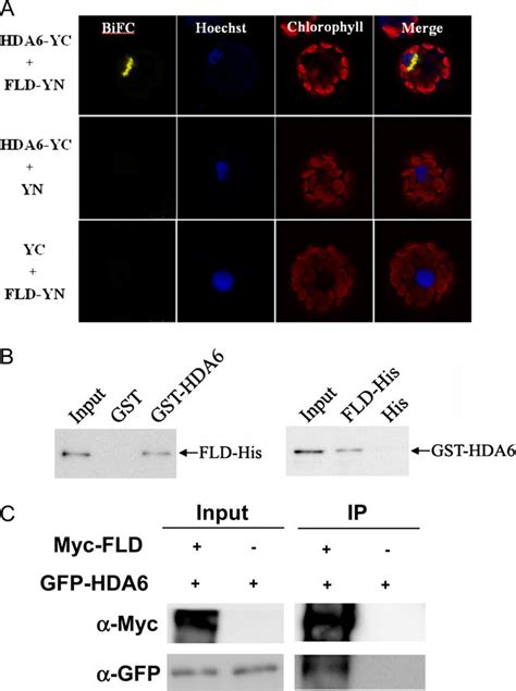 Hda Physically Interacted With Fld A Bifc In Arabidopsis Protoplasts