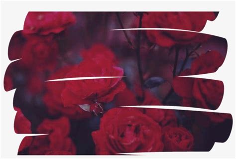 Rose Flower Overlay Aesthetic Tumblr Red - Aesthetic Red Overlays Png ...