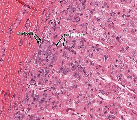 Pharynx Esophagus And Stomach Histology