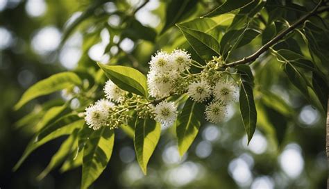 Neem Tree Benefits Amazing Health From This Secret 2025