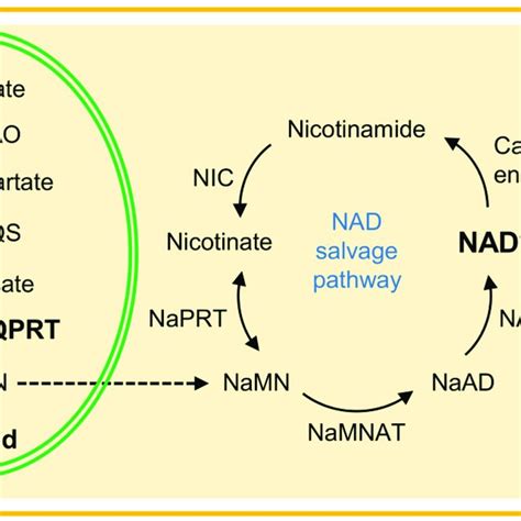 Schematic Representation Of Nad Biosynthesis Pathway In Plants The De