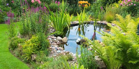 pondho home pond filters pumps nets   pondho