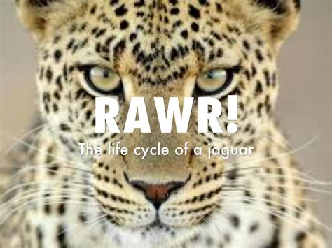 Jaguar Life Cycle