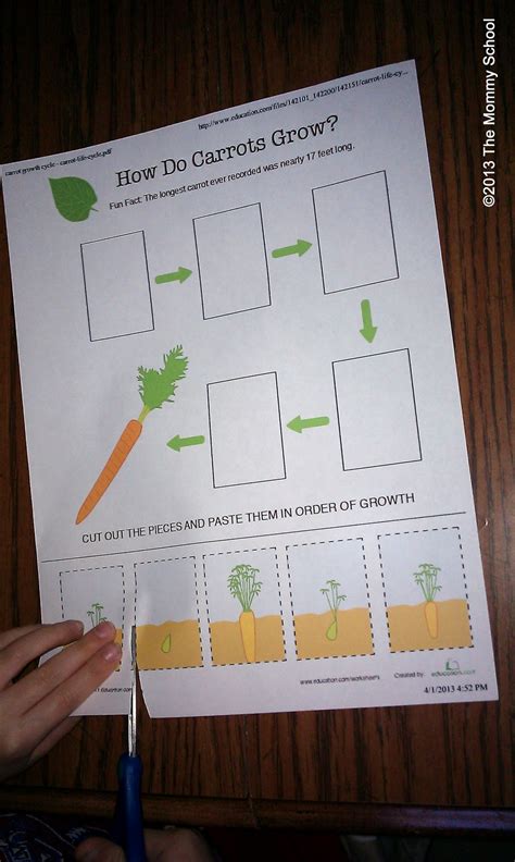 Life Cycle Of A Carrot Worksheets