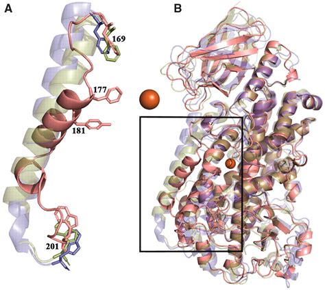 The Structure Of Human 5 Lipoxygenase Science