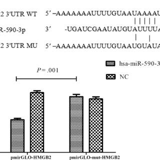 Hmgb Is The Target Gene Of Hsamir P A Binding Site Of