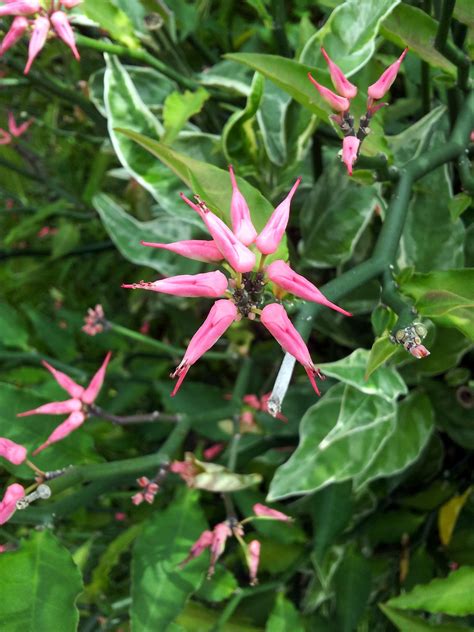 Pink Flower And Leaves Background Free Stock Photo Public Domain Pictures