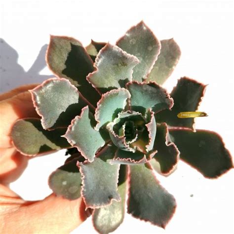 Echeveria Shaviana Pink Frills Rooted Plant Succulent Plants Uk