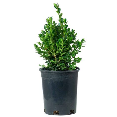 Dwarf English Boxwood — Green Acres Nursery & Supply