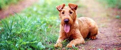 The 9 Dog Breeds From Ireland