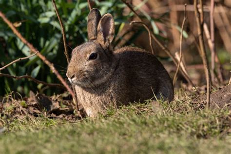 Rabbit Warren Stock Photos, Pictures & Royalty-Free Images - iStock