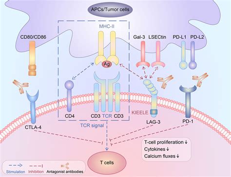 Frontiers Lag Pd Combo Overcome The Disadvantage Of Drug Resistance