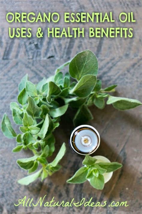 Oregano Essential Oil Uses And Benefits All Natural Ideas