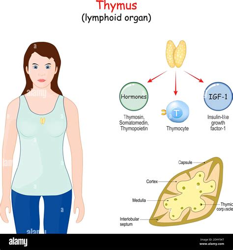 Thymus Gland Diagram