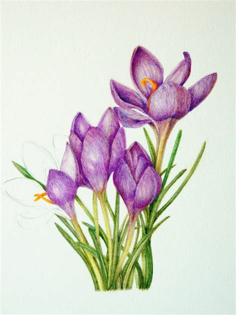 How To Draw A Crocus At How To Draw