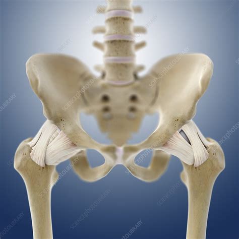 Hip Ligaments Artwork Stock Image C013 4432 Science Photo Library