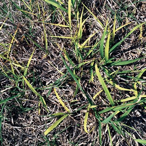 Dallisgrass In Turfgrass Control Guidelines For Professionals